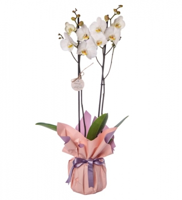 Beyaz Orkide Pembe Mor Ambalajlı
