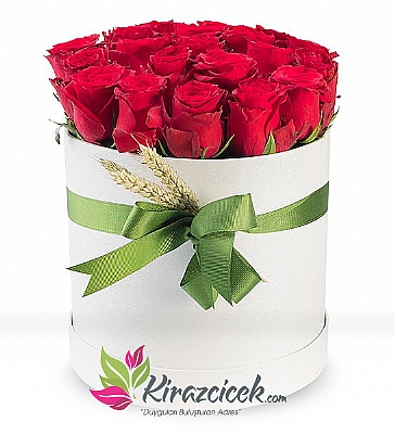 Beyaz Kutu`da Kırmızı Güller