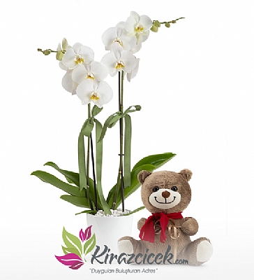 Çift Dallı Orkide ve Ayıcık