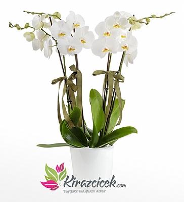 4 Dallı Beyaz Orkide