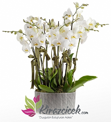10 Dallı Beyaz Orkide